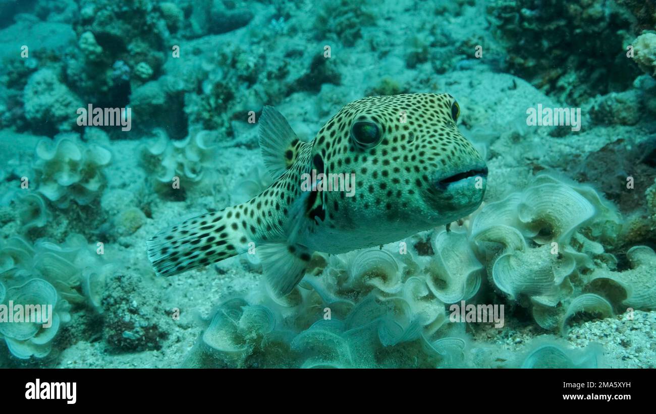 Close-up of Pufferfish (Arothron stellatus) swims near coral reef. Blackspotted Puffer, Red sea, Egypt Stock Photo