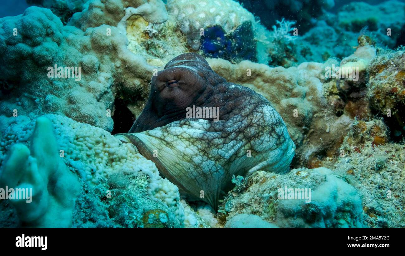 Portrait of big red Octopus (Octopus cyanea) sits on the coral reef