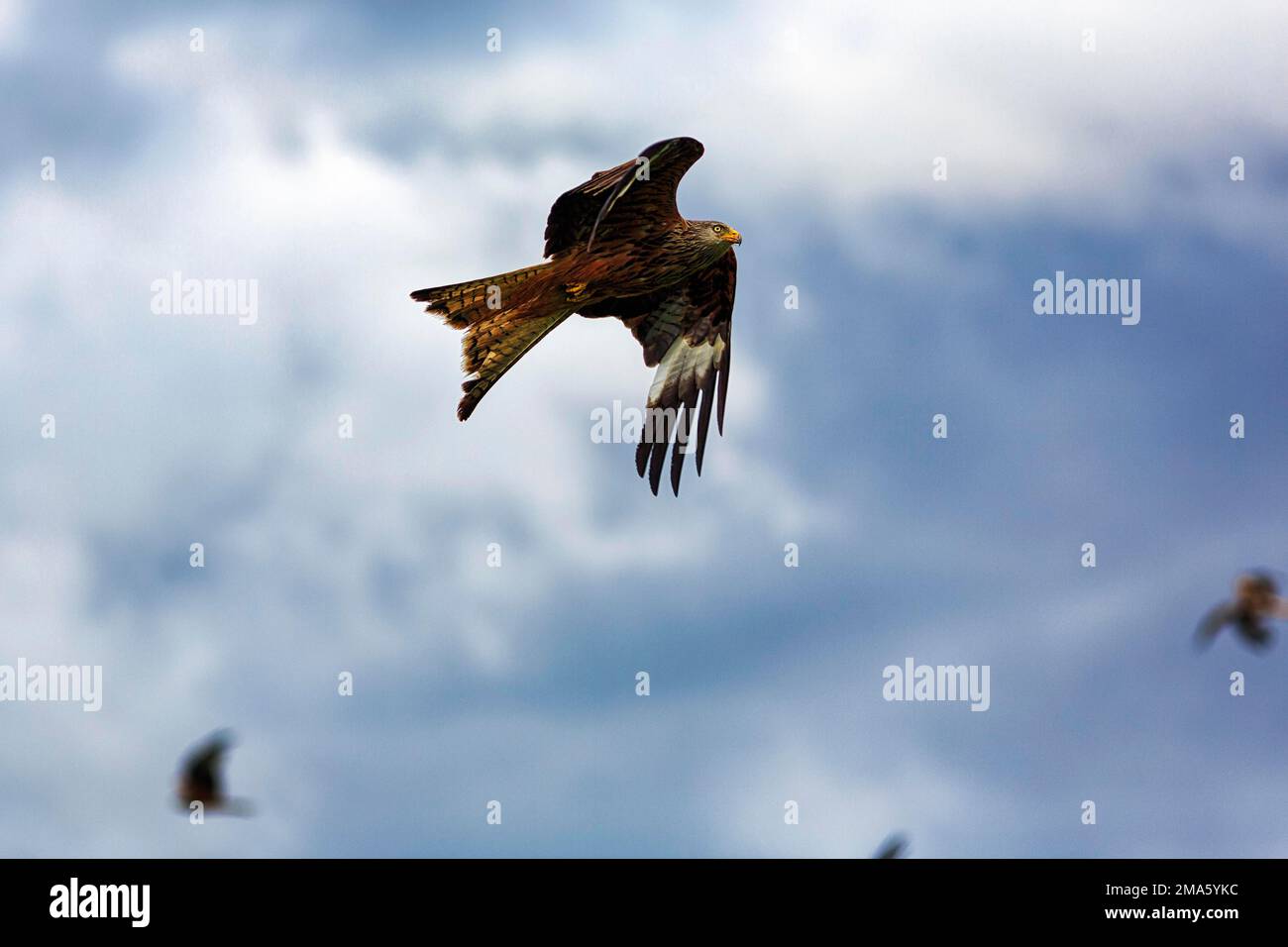 Red Kites (Milvus milvus) in flight, looking out for prey, evening sky, Wales, Great Britain Stock Photo