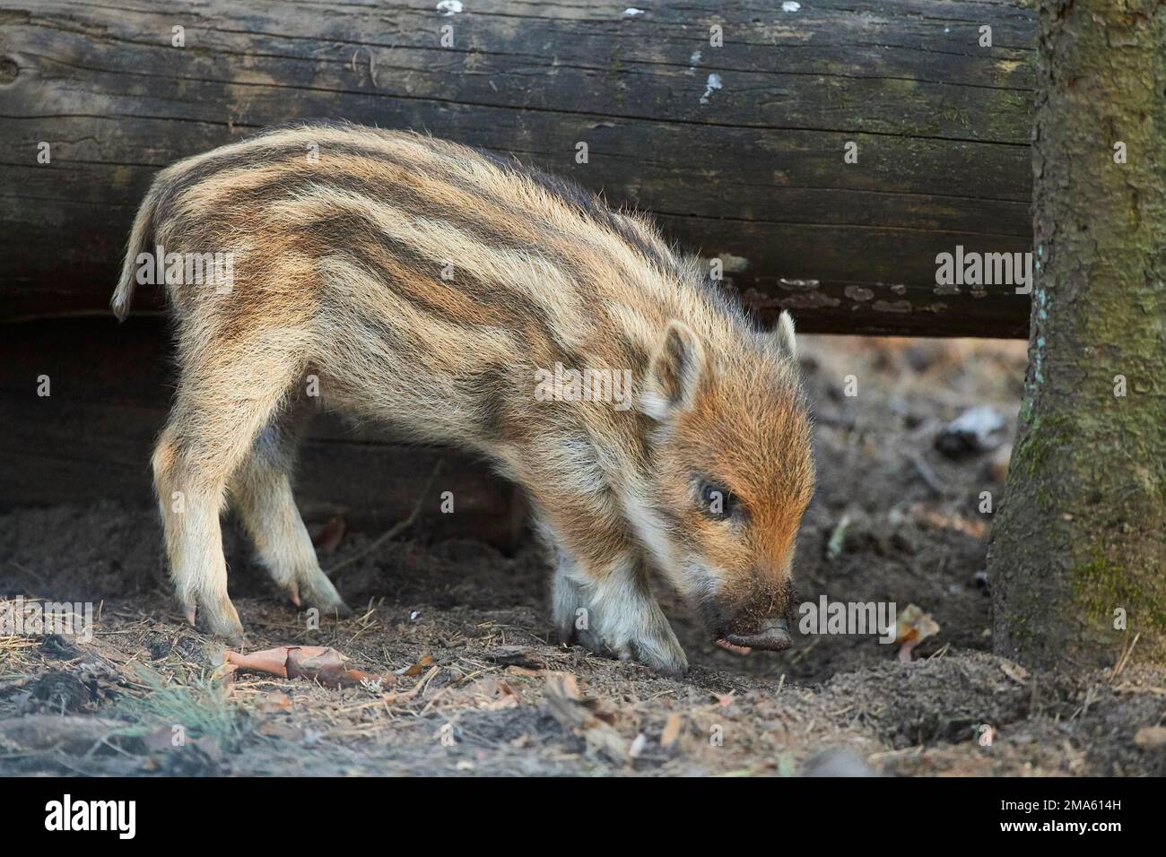 Wild boar (Sus scrofa) squeaker in a forest, Bavaria, Germany Stock Photo Alamy