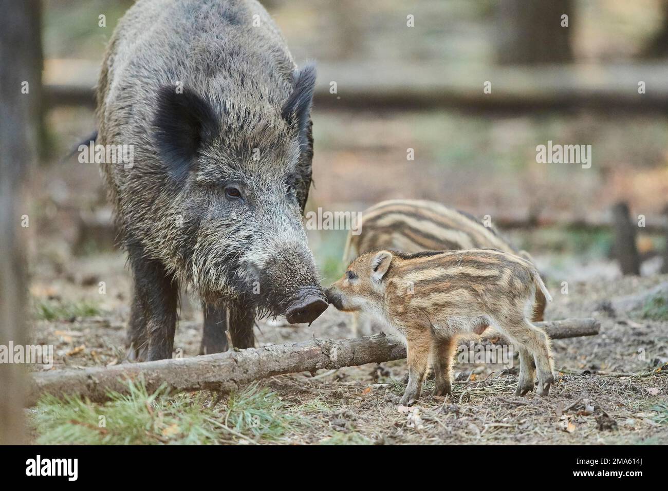 Wild boar (Sus scrofa) mother with her youngster (squeaker) in a forest, Bavaria, Germany Stock
