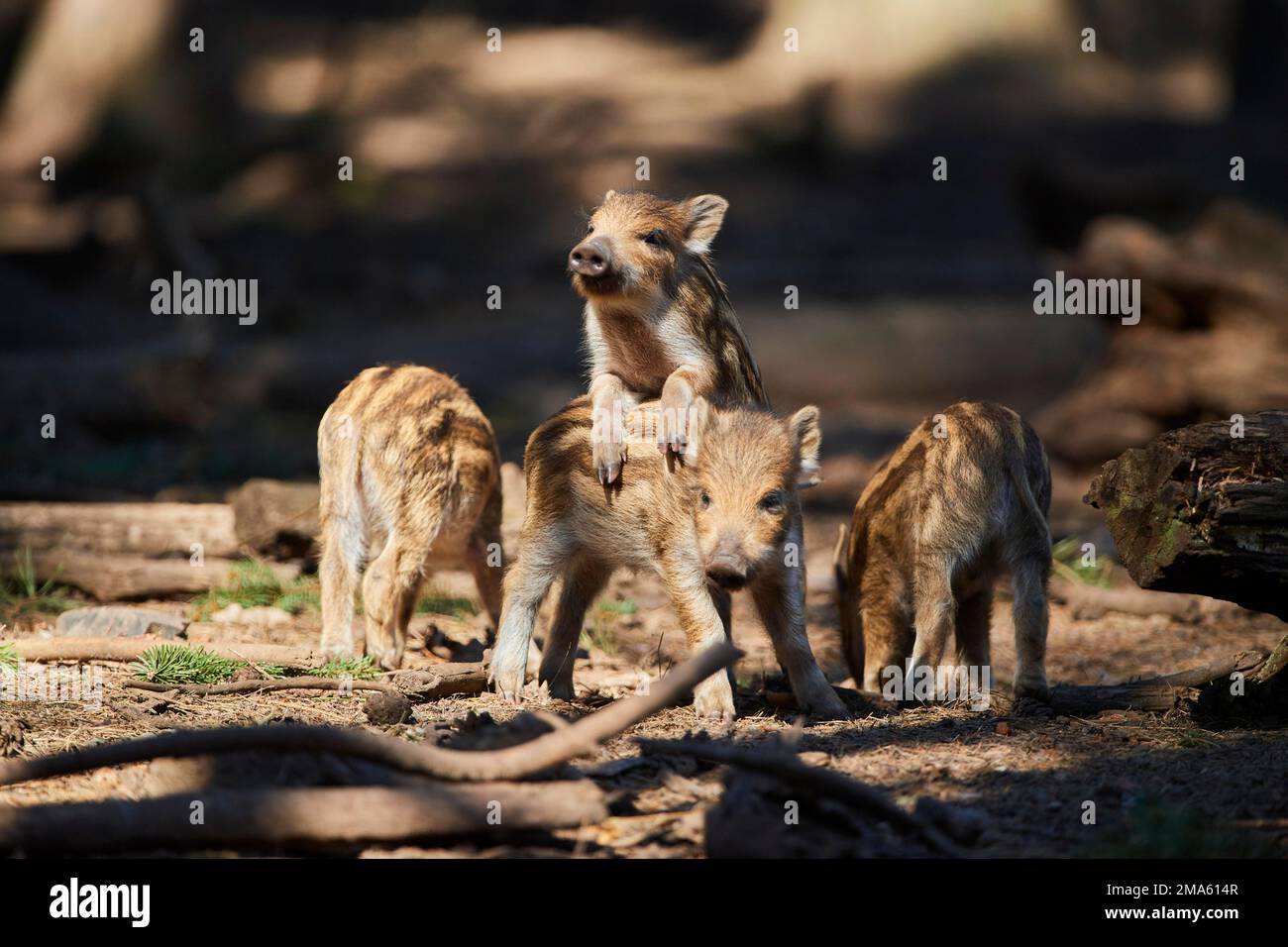 Wild boar (Sus scrofa) squeaker in a forest, Bavaria, Germany Stock Photo Alamy