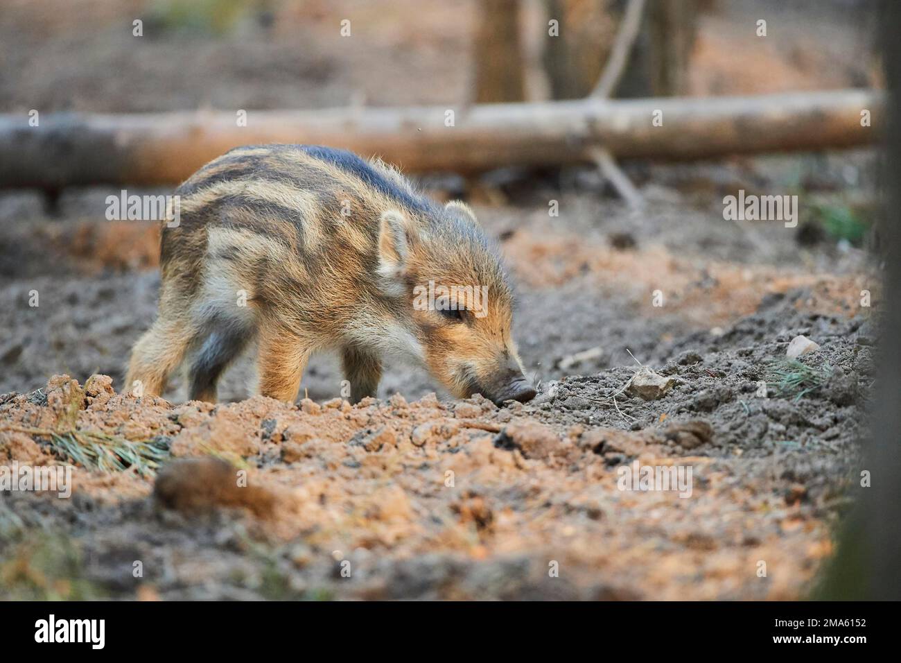 Wild boar (Sus scrofa) squeaker in a forest, Bavaria, Germany Stock Photo Alamy
