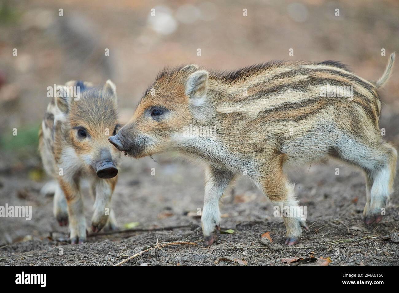 Wild boar (Sus scrofa) squeaker in a forest, Bavaria, Germany Stock Photo Alamy