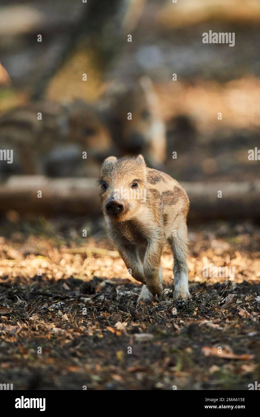 Wild boar (Sus scrofa) squeaker in a forest, Bavaria, Germany Stock Photo Alamy