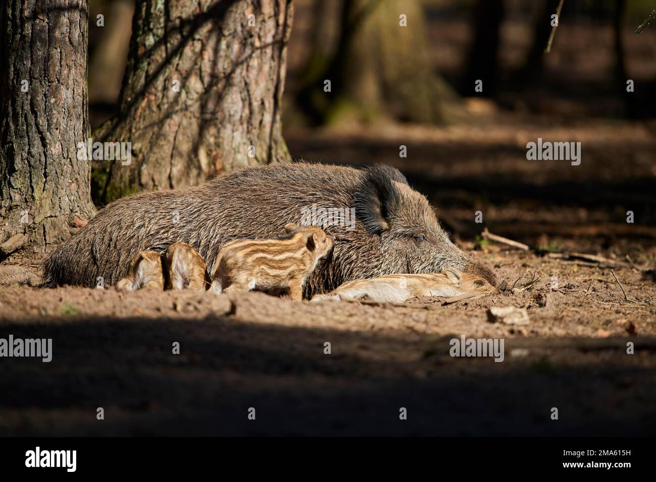 Wild boar (Sus scrofa) mother with her youngster (squeaker) in a forest, Bavaria, Germany Stock