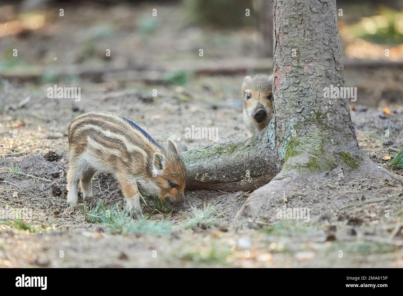 Wild boar (Sus scrofa) squeaker in a forest, Bavaria, Germany Stock Photo Alamy