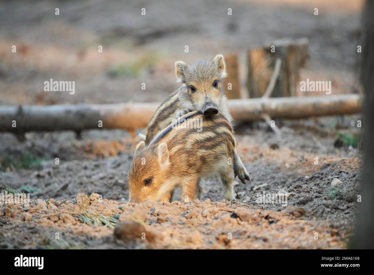 Wild boar (Sus scrofa) squeaker in a forest, Bavaria, Germany Stock Photo Alamy