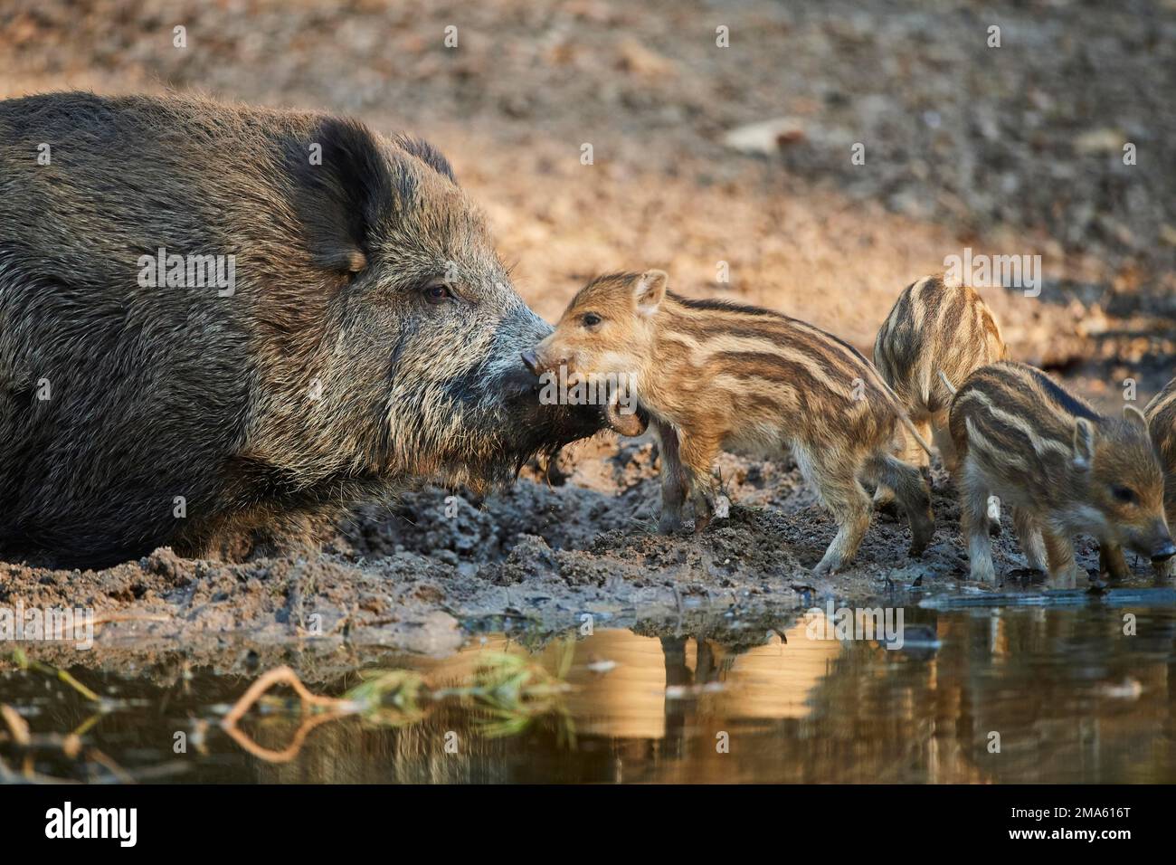 Wild boar (Sus scrofa) mother with her youngster (squeaker) in a forest, Bavaria, Germany Stock