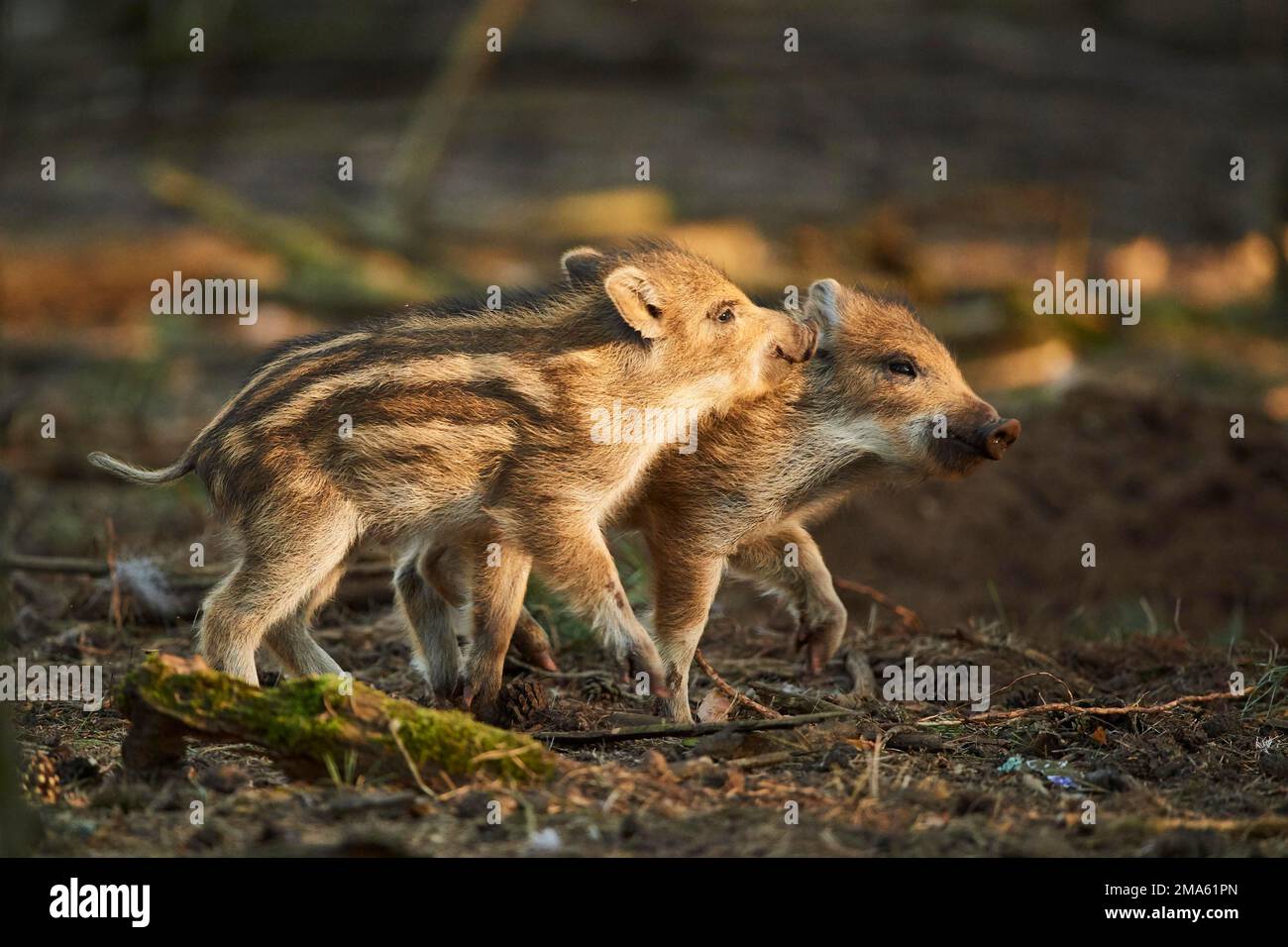 Wild boar (Sus scrofa) squeaker in a forest, Bavaria, Germany Stock Photo Alamy
