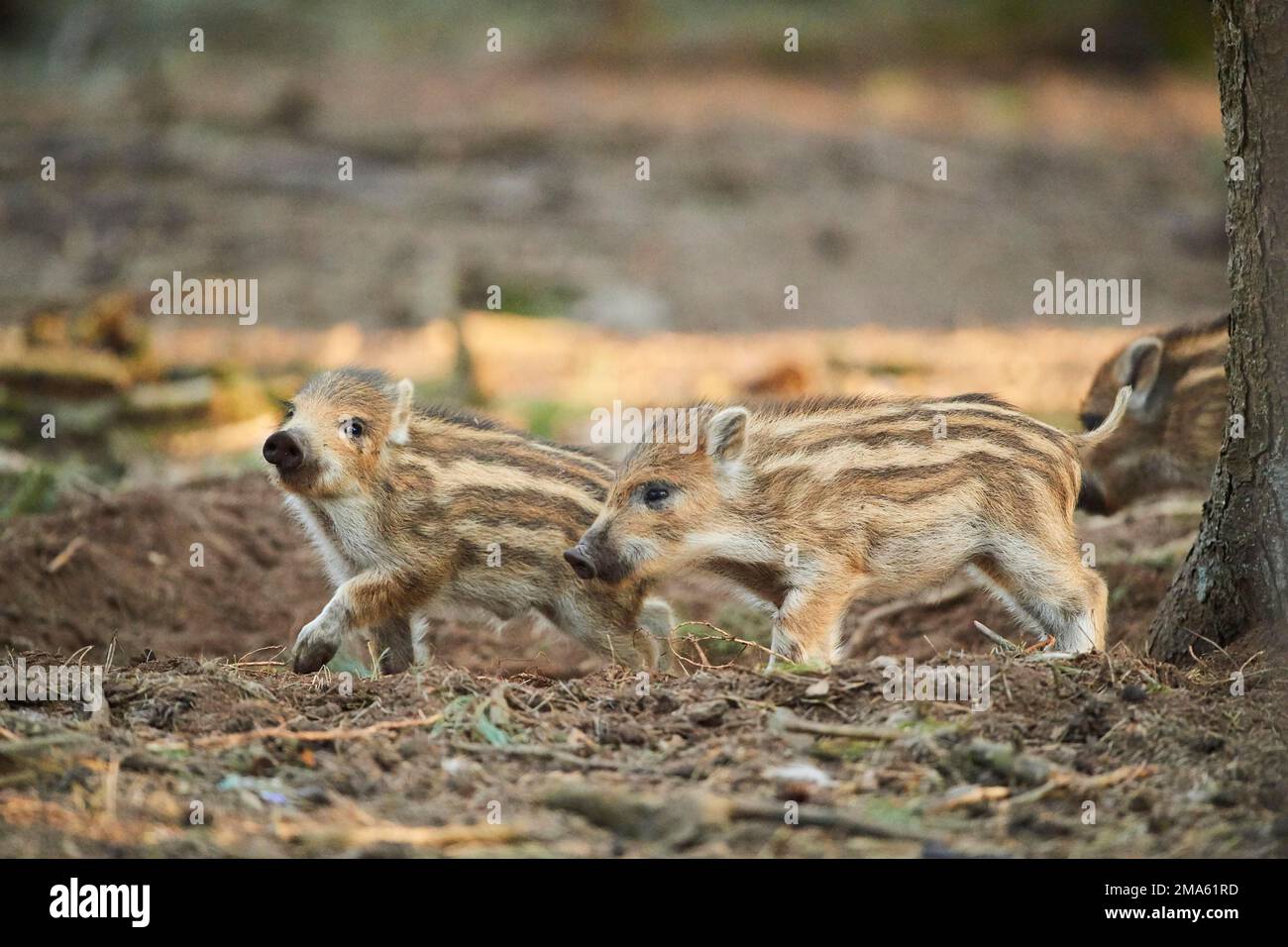 Wild boar (Sus scrofa) squeaker in a forest, Bavaria, Germany Stock Photo Alamy