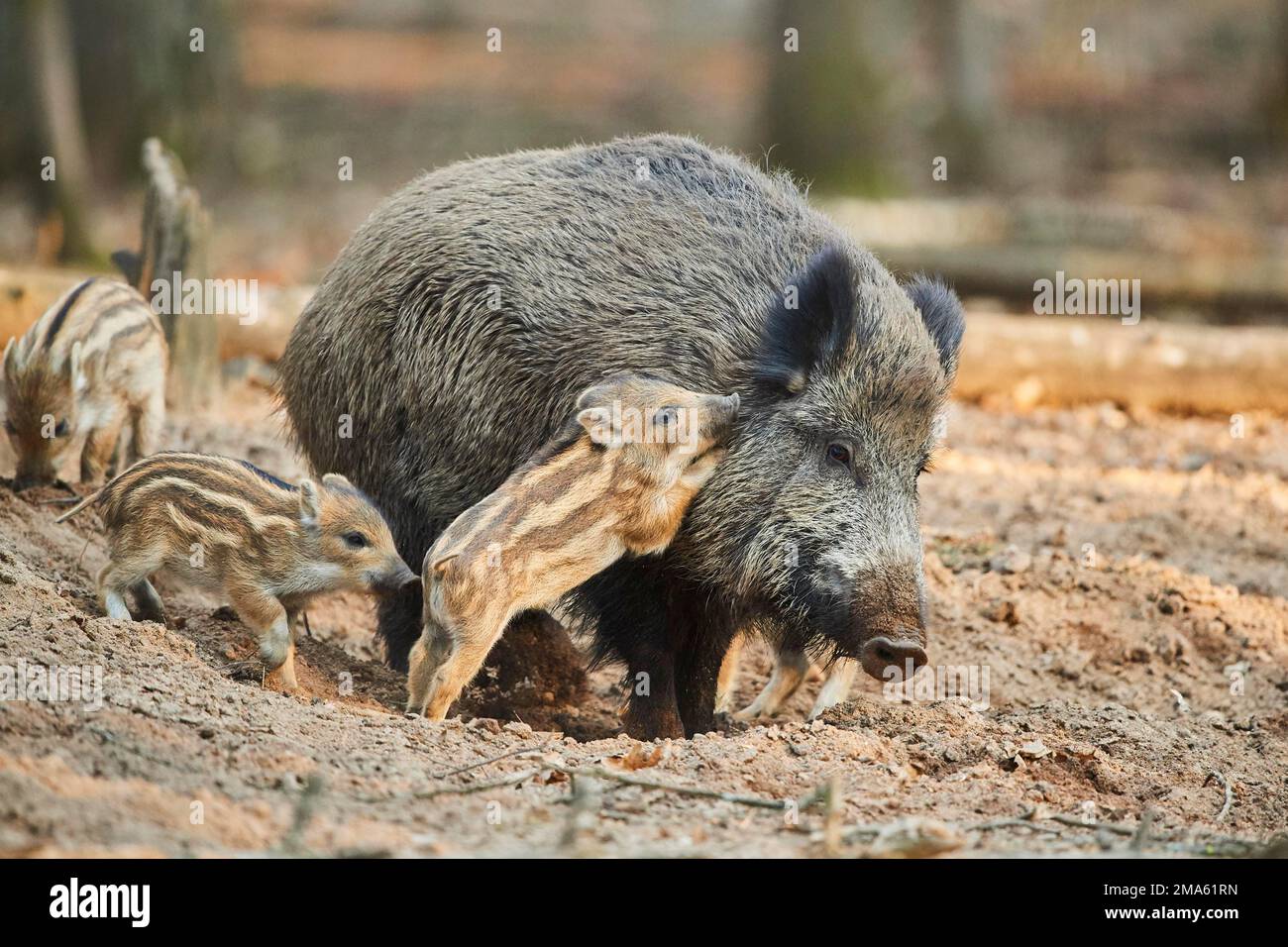 Wild boar (Sus scrofa) mother with her youngster (squeaker) in a forest, Bavaria, Germany Stock