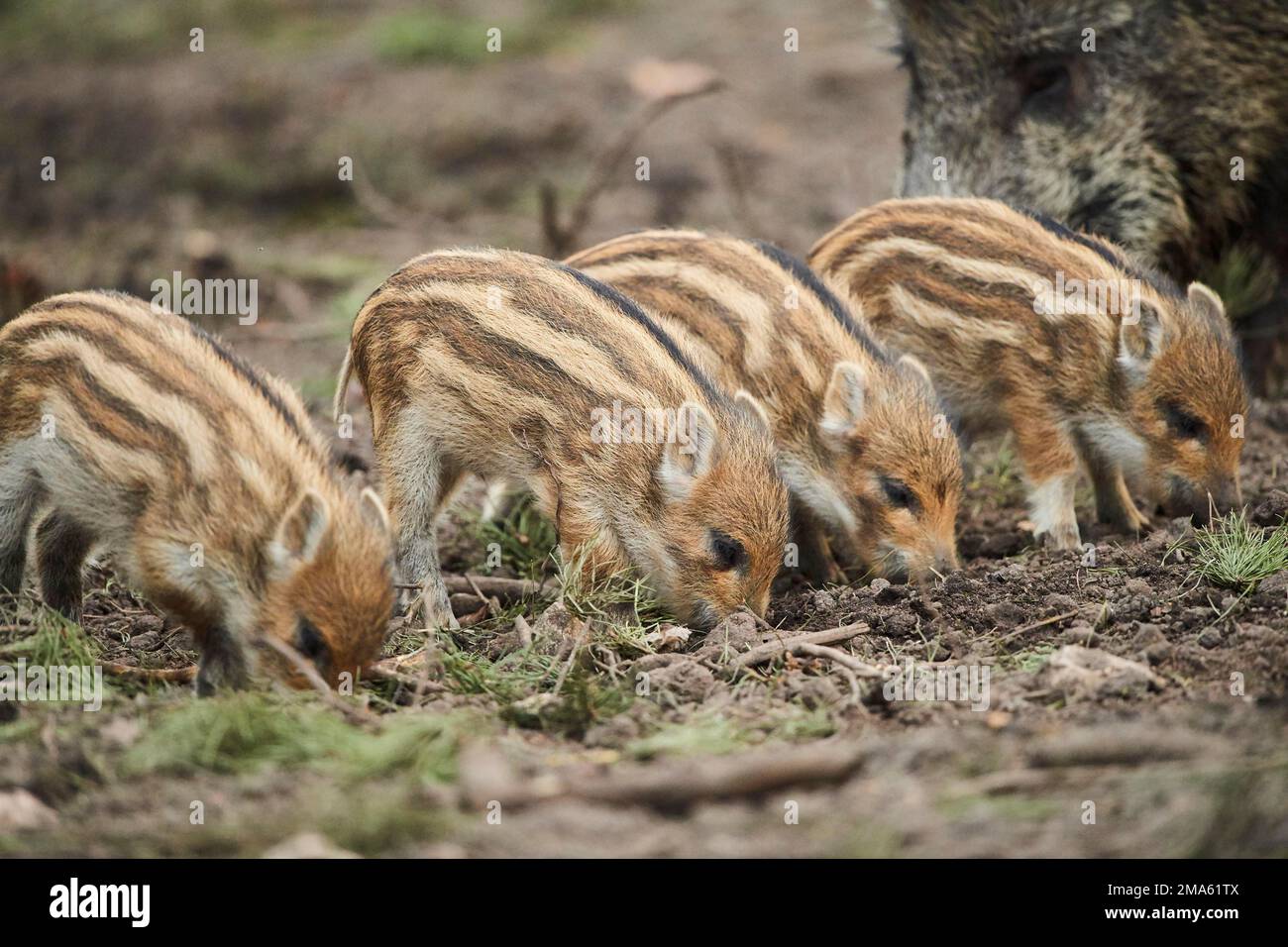 Wild boar (Sus scrofa) squeaker in a forest, Bavaria, Germany Stock Photo Alamy
