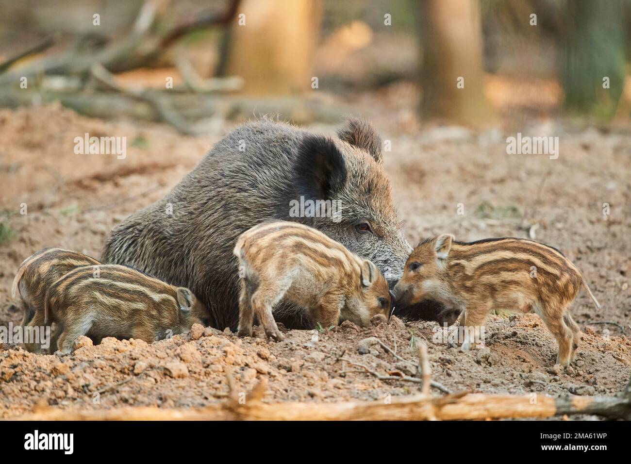 Wild boar (Sus scrofa) mother with her youngster (squeaker) in a forest, Bavaria, Germany Stock