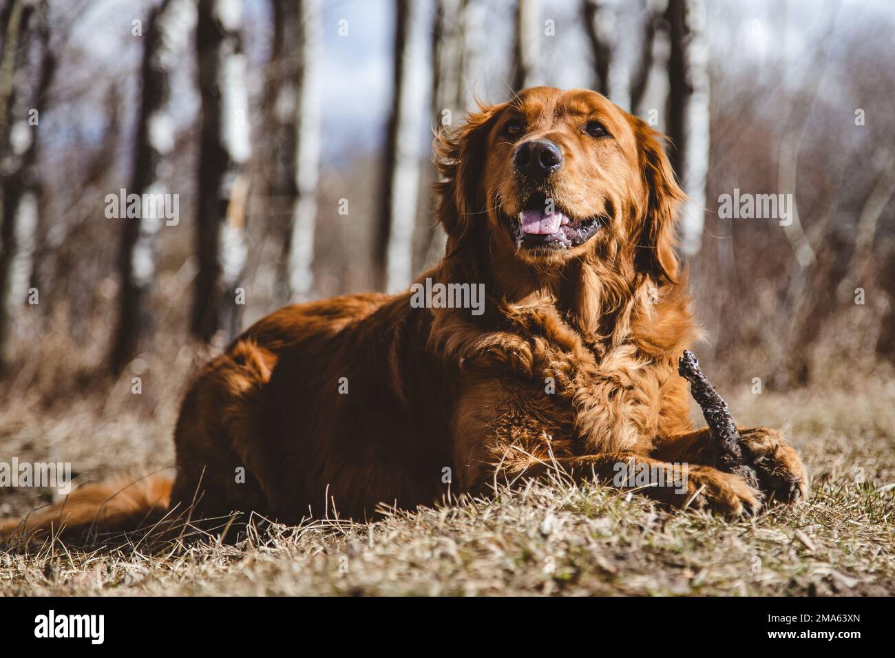 Adorable purebred golden retriever lying hi-res stock photography and ...