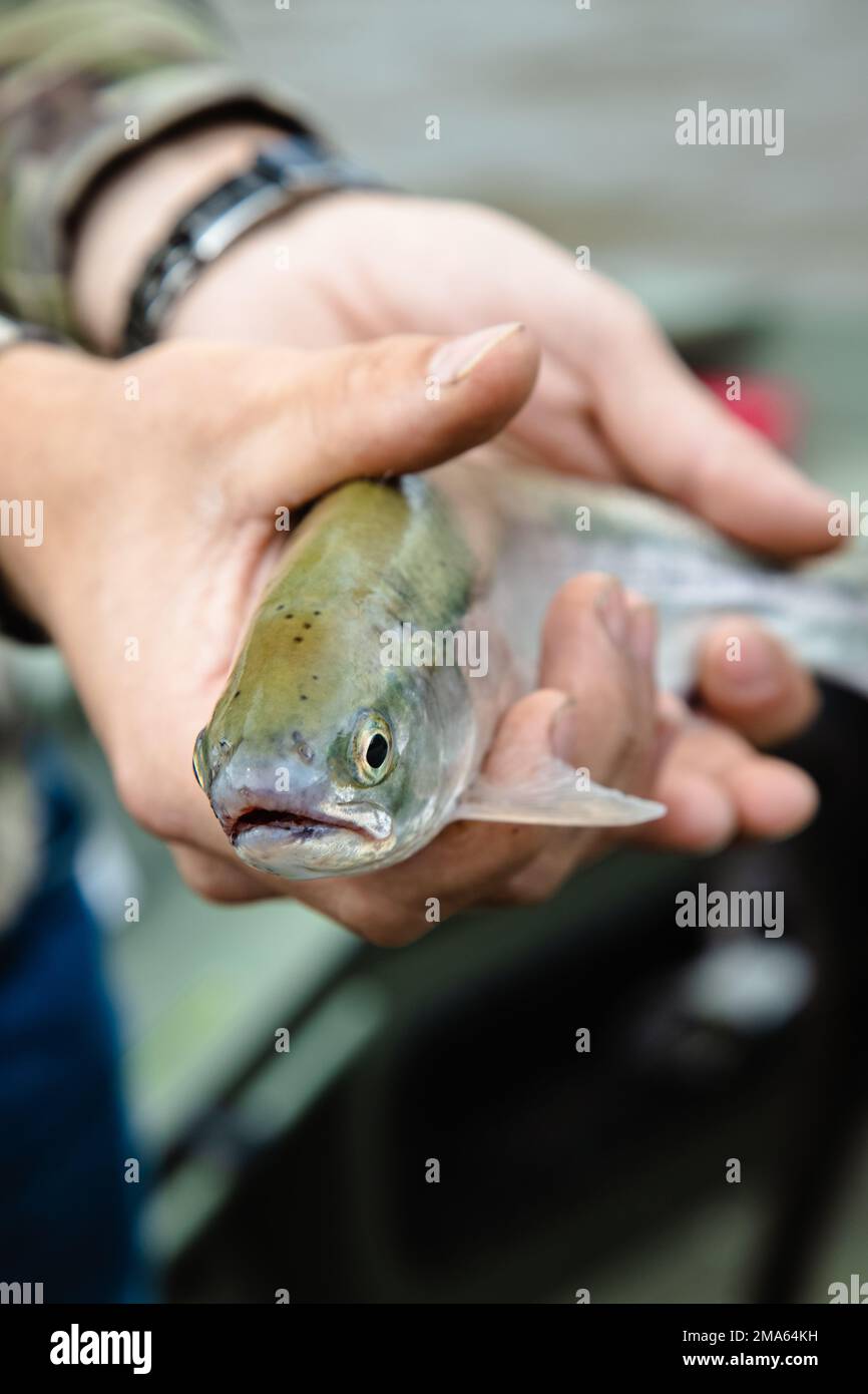 A human hand holding Bull trout fish Stock Photo