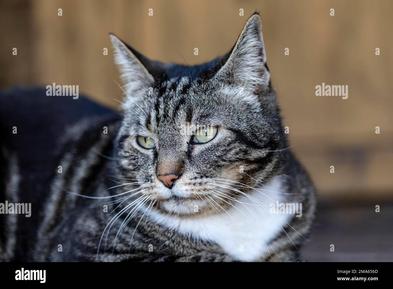 Concentrated Cat, Germany Stock Photo