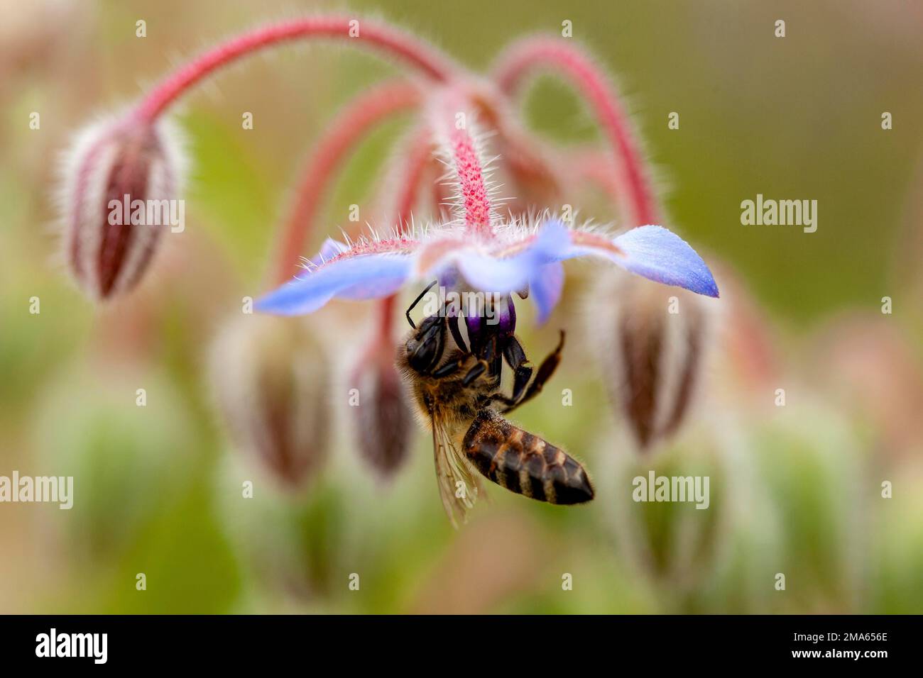 Borage flowers with bees, Germany Stock Photo