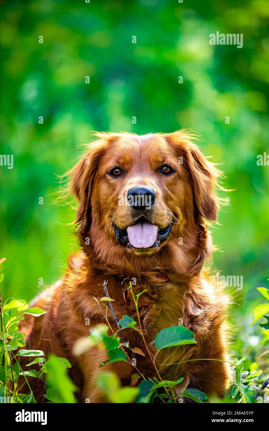 Purebred golden retriever lying on hi-res stock photography and images ...