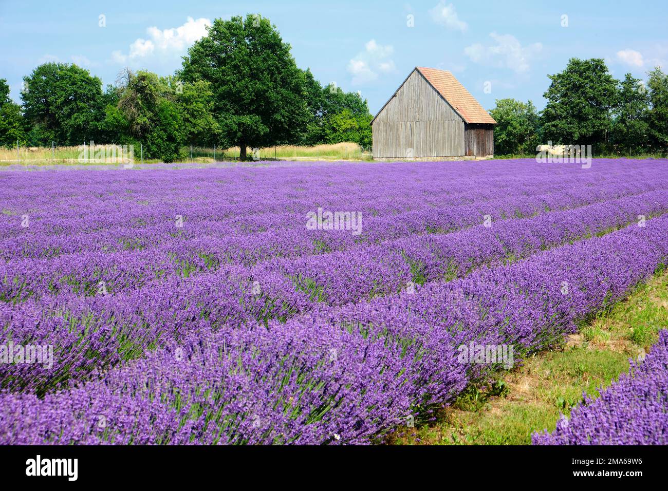 Lavender field, Niesky OT See, Lusatia, Saxony, Germany Stock Photo Alamy