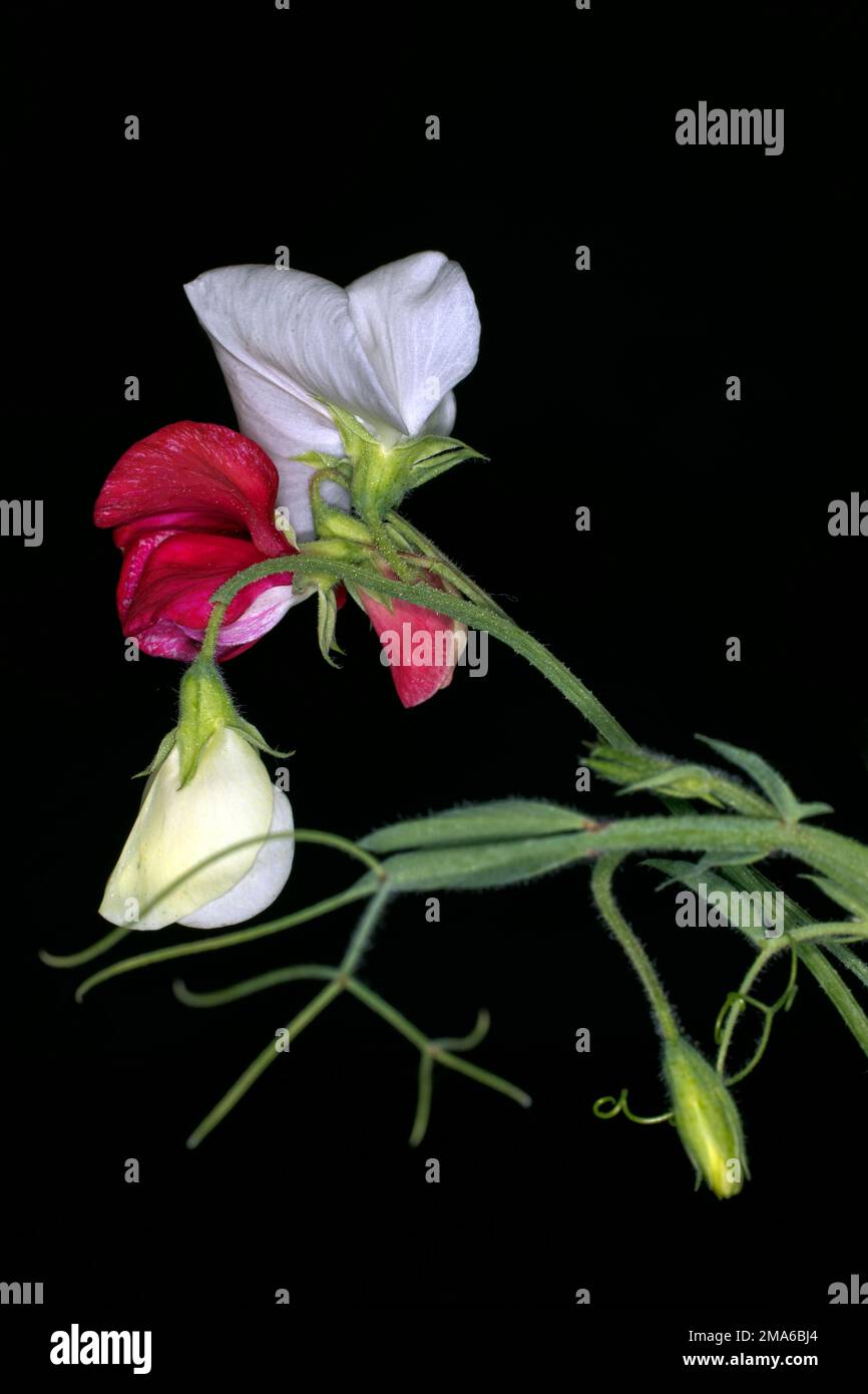 Flower of a perennial peavine (Lathyrus latifolius), studio photograph with black background Stock Photo