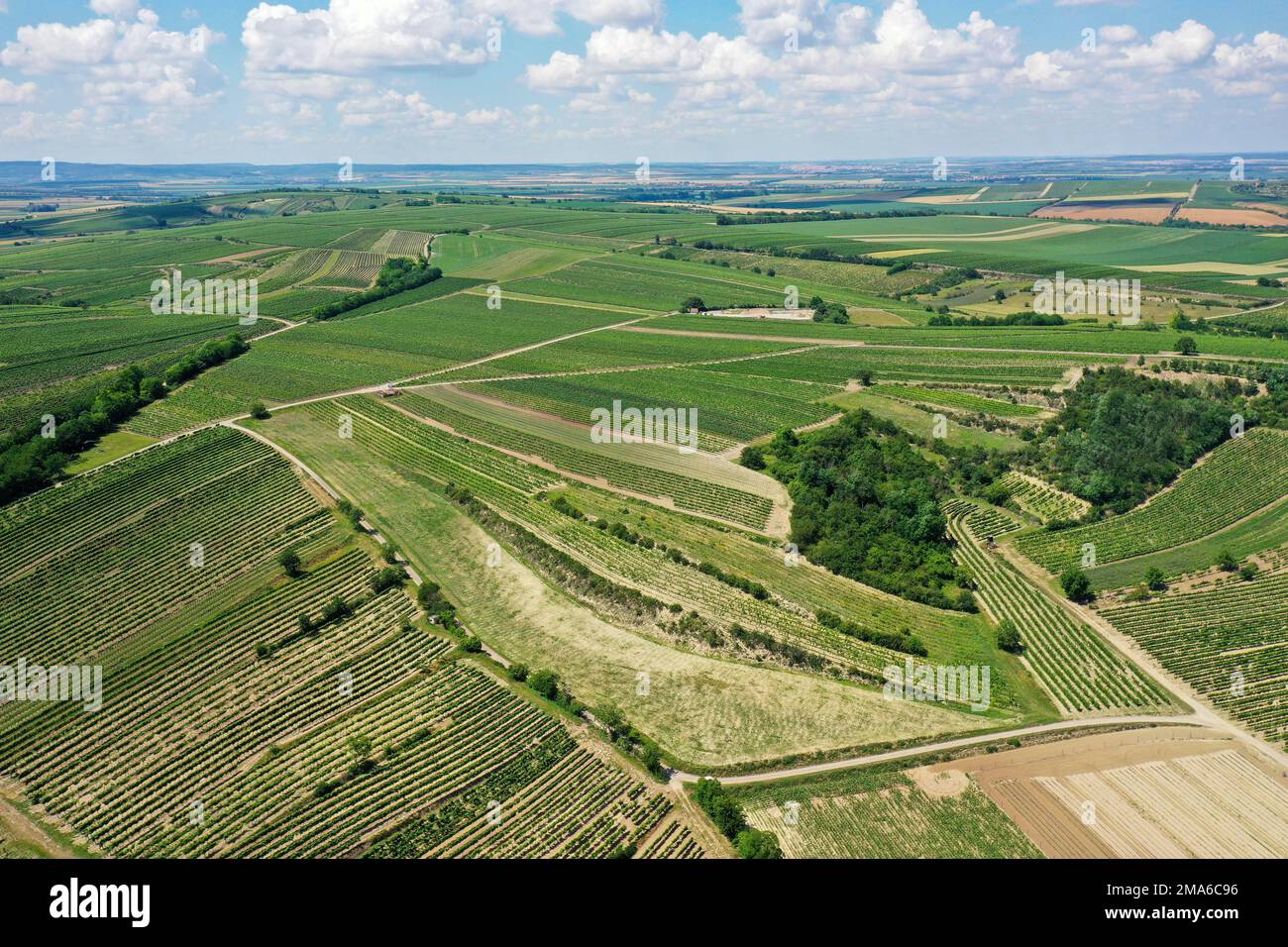 Landscape in summer with vineyards, borderland, Weinviertel, Hadres, Lower Austria, Austria Stock Photo
