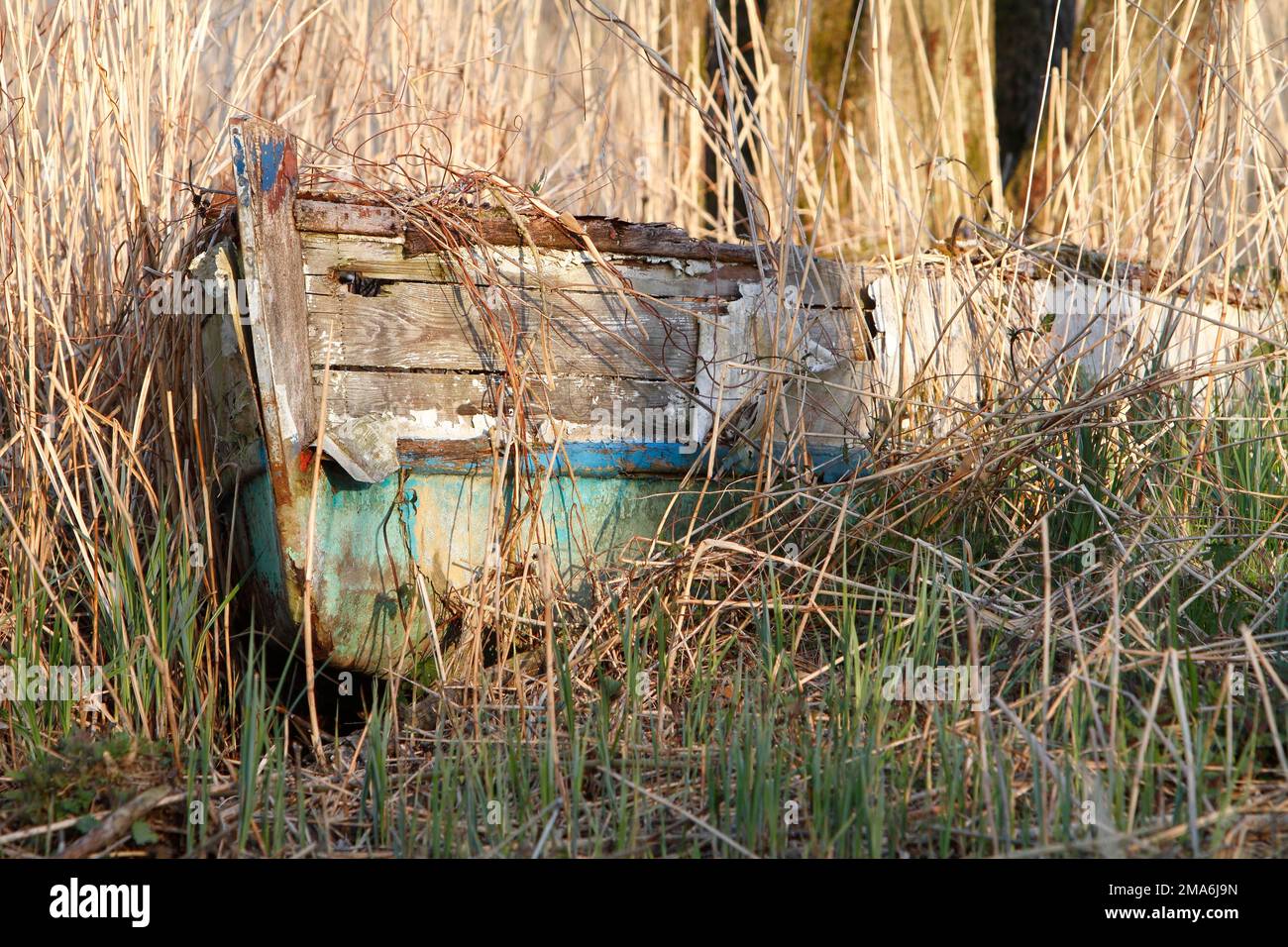 Boat wreck in the reeds, Peene Valley River Landscape nature Park