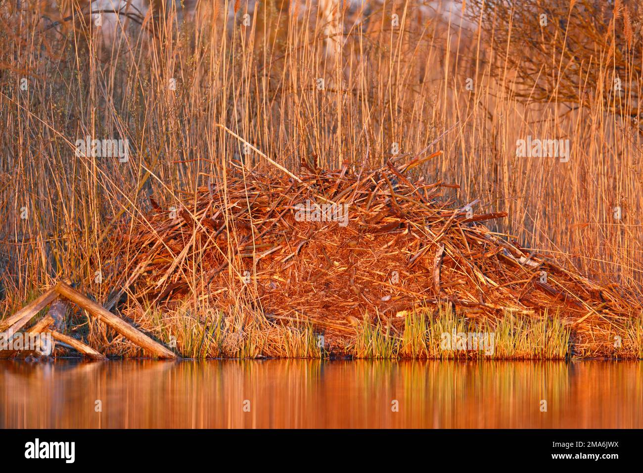 Beaver (Castor fiber), beaver lodge in reeds, Peene Valley River