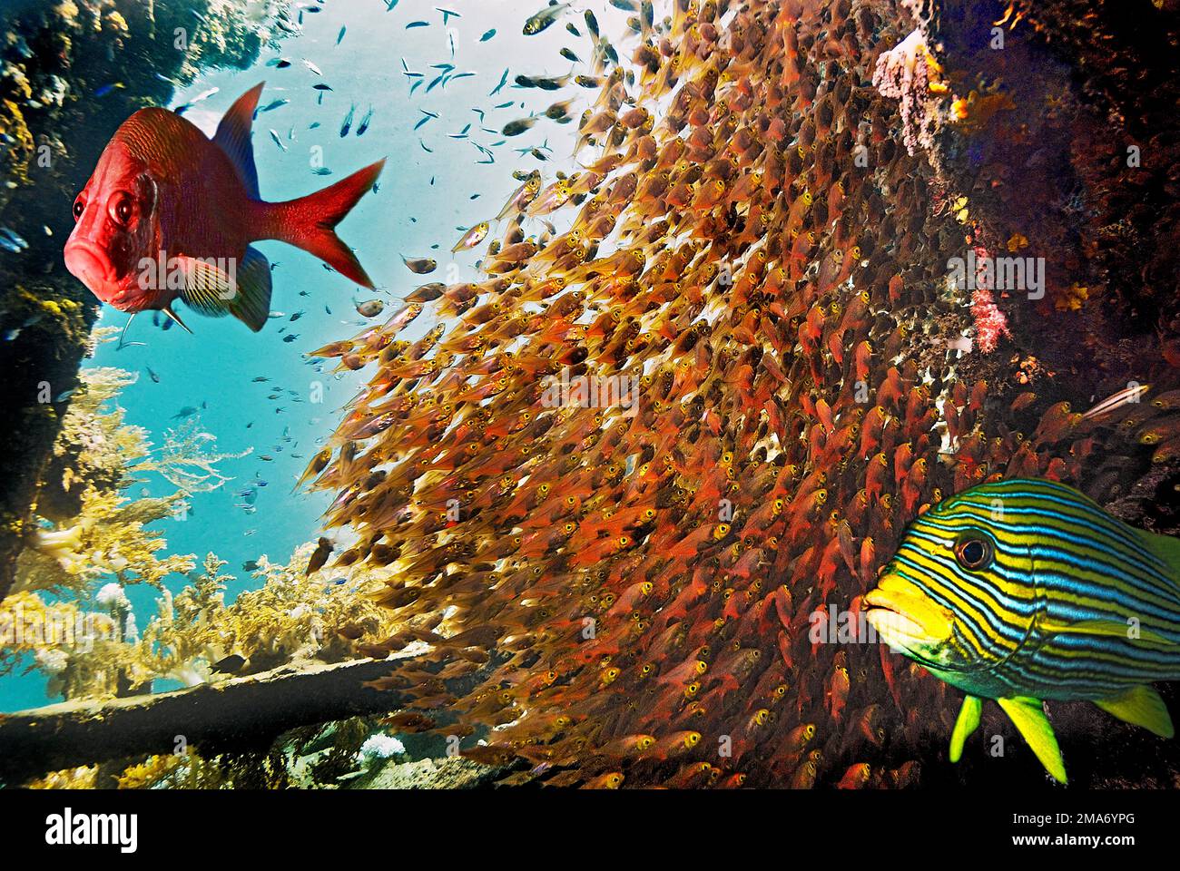 Photomontage, glassfish or glassy sweeper (Pempheridae), near Tulamben, Bali, Indonesia, Pacific Ocean Stock Photo