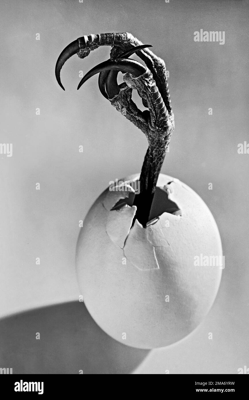 Egg with claw, symbolic image, mutation, Germany Stock Photo