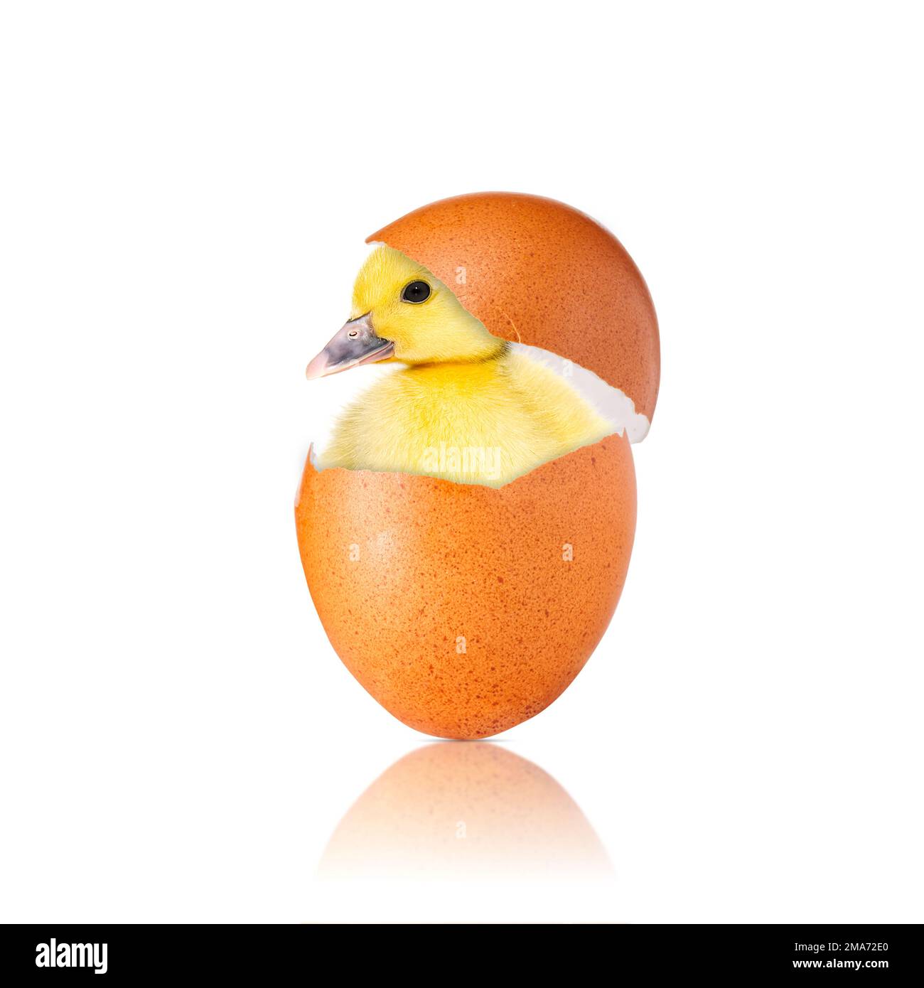 Newborn chick with broken egg shell. eggshell and newborn duckling. Stock Photo