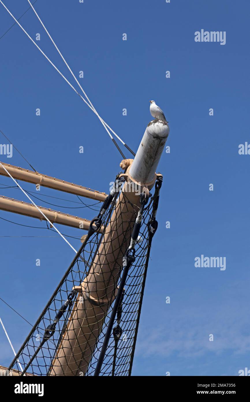 Seagull sitting on jib boom, museum sailing ship Passat, Priwall