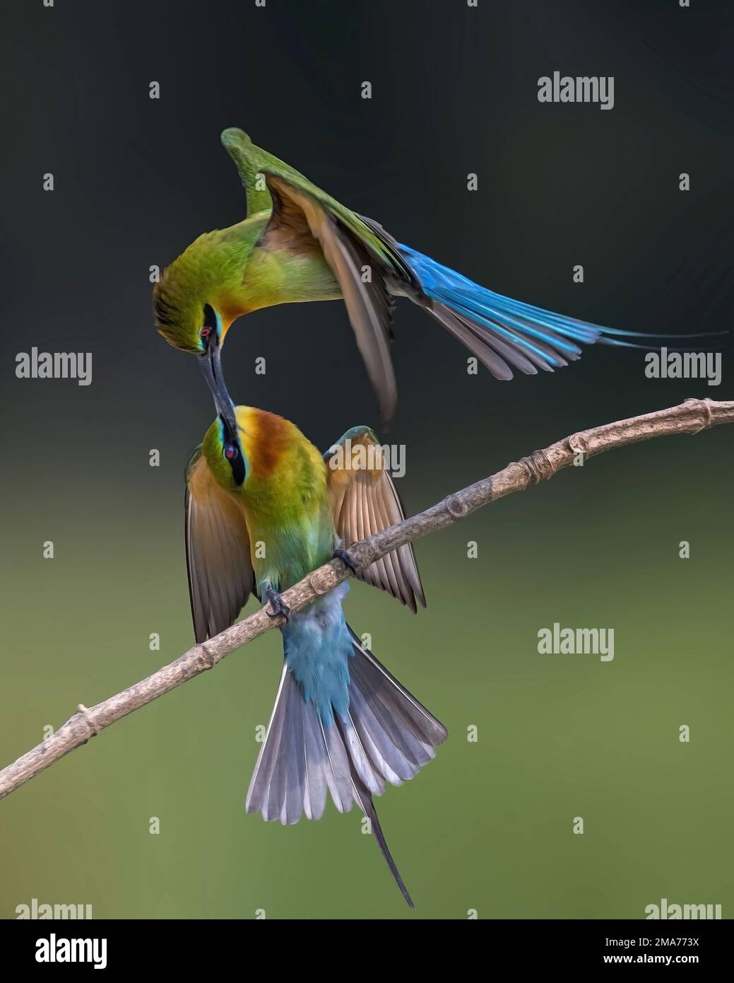 STUNNING images of two feisty blue-tailed bee eaters battling and arguing mid-air have been captured in Khisma Forest, West Bengal, India.   Images sh Stock Photo
