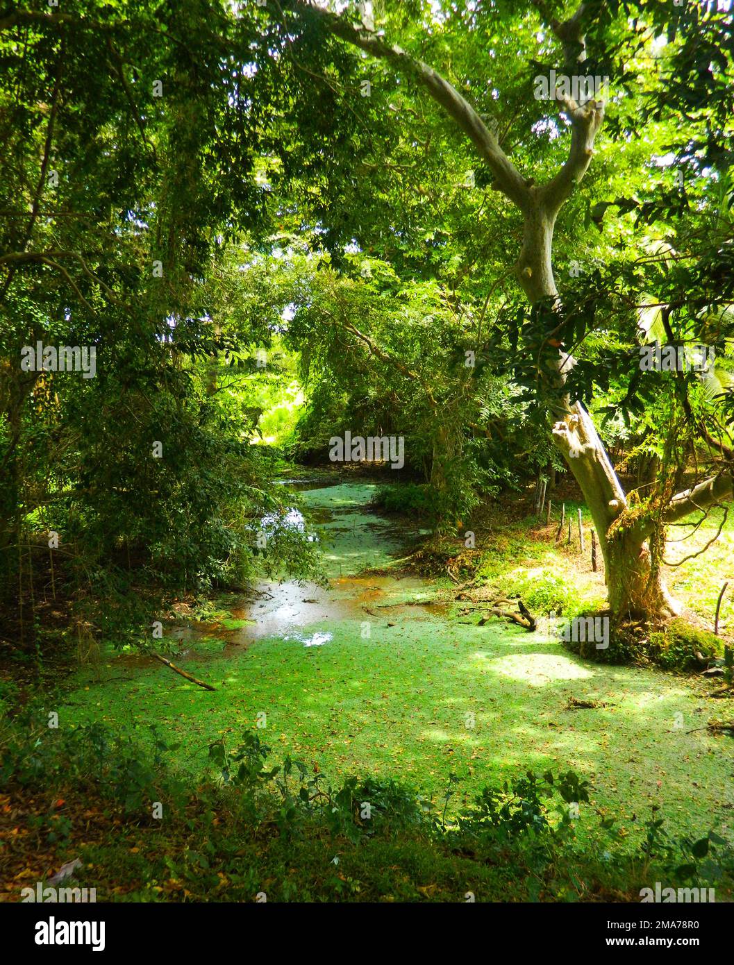 Anawilundawa Wetland Is A Sanctuary Administered By The Department Of anawilundawa-wetland-is-a-sanctuary-administered-by-the-department-of