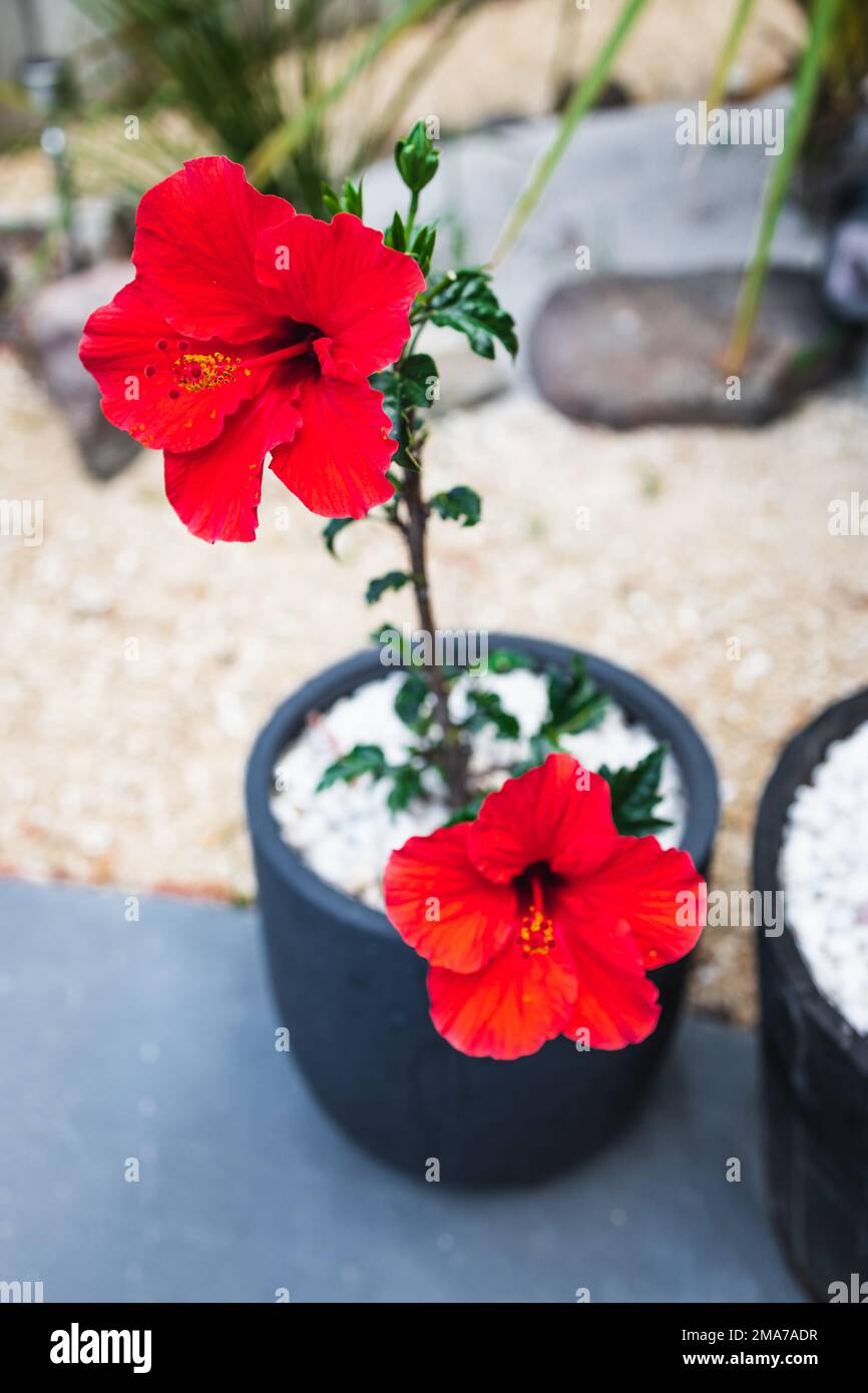 close-up of red hibiscus plant with big flowers outdoor in sunny backyard shot at shallow depth of field Stock Photo