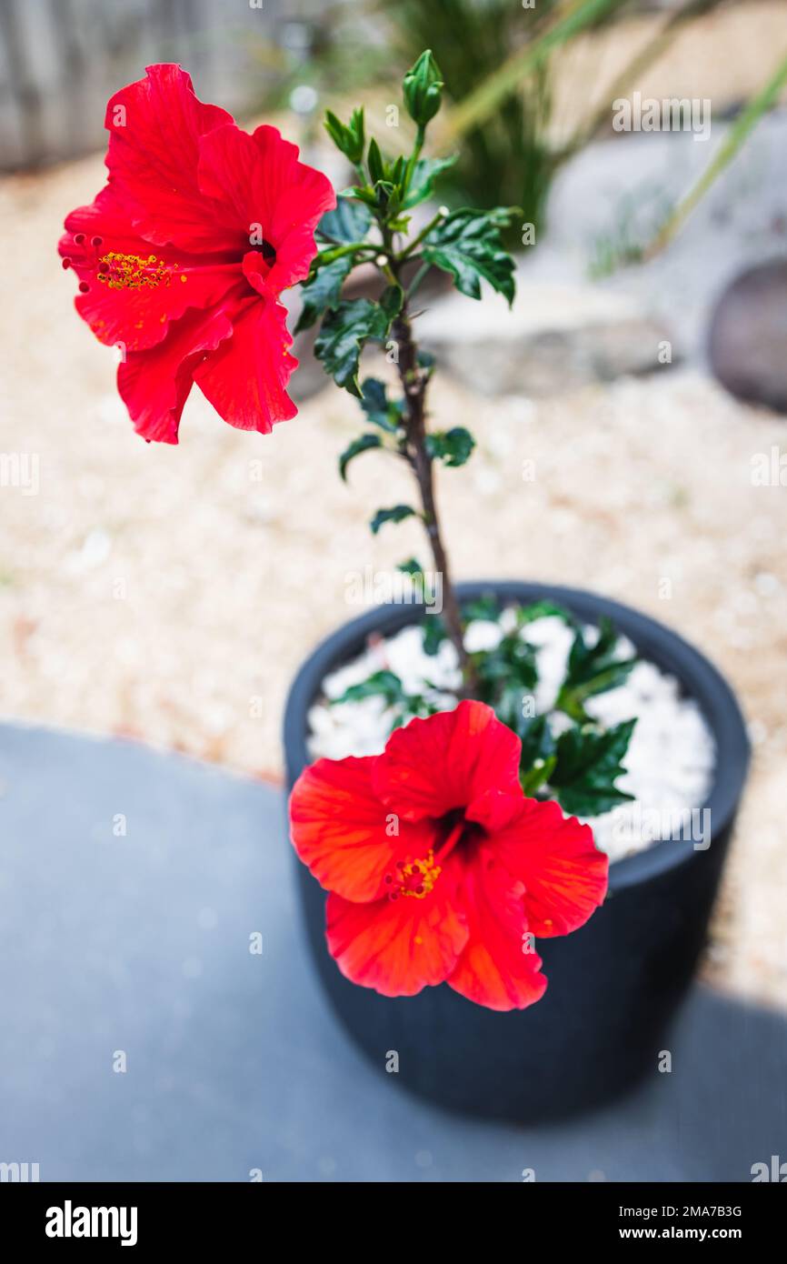 close-up of red hibiscus plant with big flowers outdoor in sunny backyard shot at shallow depth of field Stock Photo