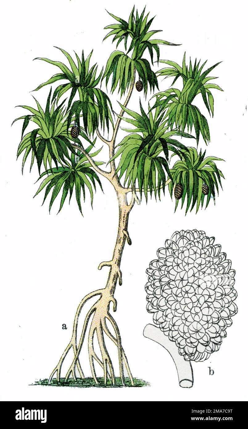 Pandanus odorifer, the common screwpine Pandanus odorifer, (botany book