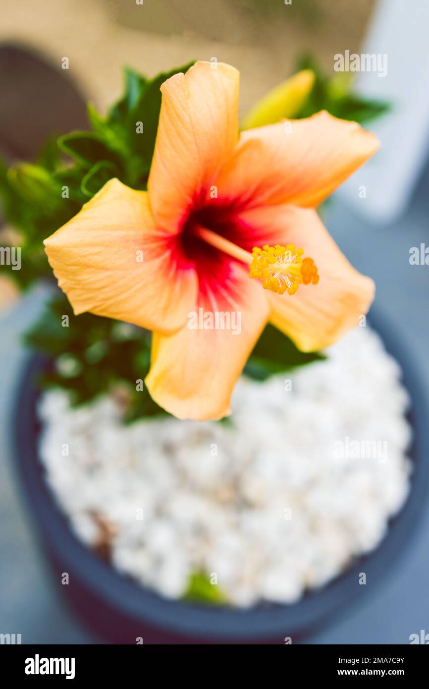close-up of cuban hibiscus plant with yellow flowers outdoor in pot Stock Photo