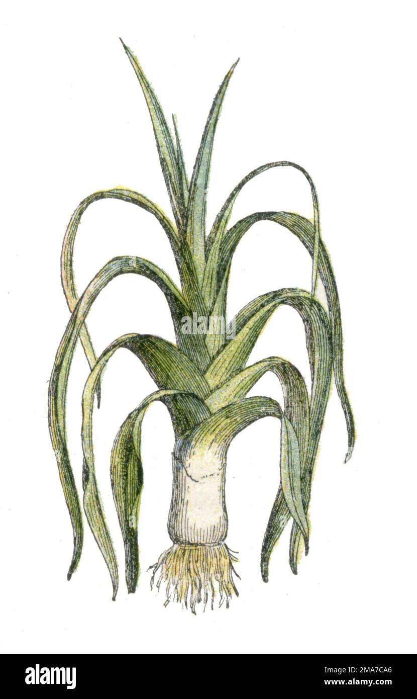 leek Allium ampeloprasum, Millot, Adolphe (1857-1921) (encyclopedia, 1910), Porree Stock Photo
