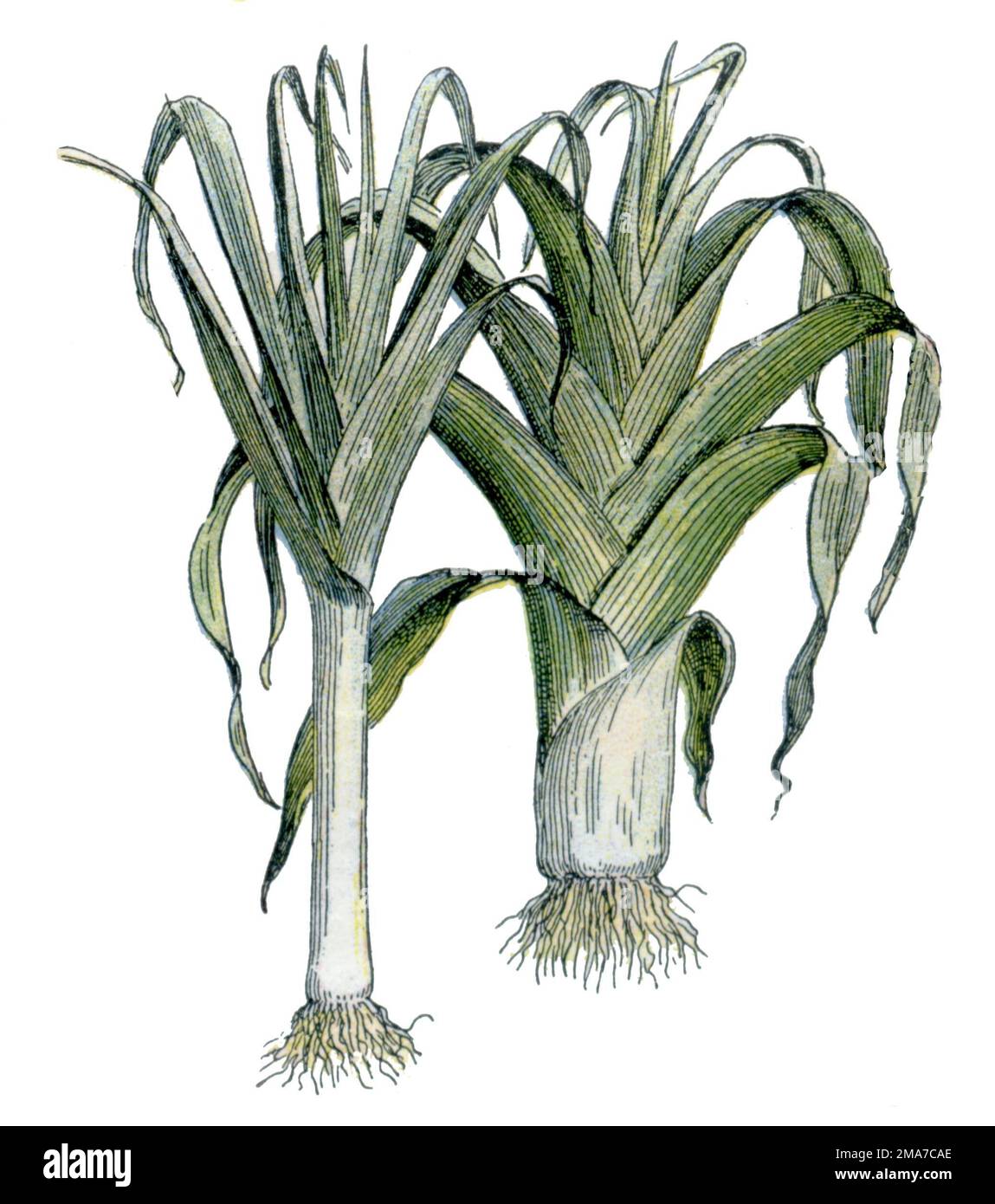 leek Allium ampeloprasum, Millot, Adolphe (1857-1921) u. H (, 1904), Porree Stock Photo