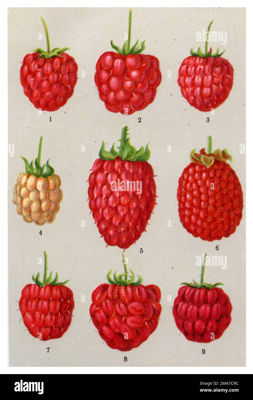 raspberry, different varieties: 1. Fastolf, 2 Schwabenstolz, 3 Wunder ...