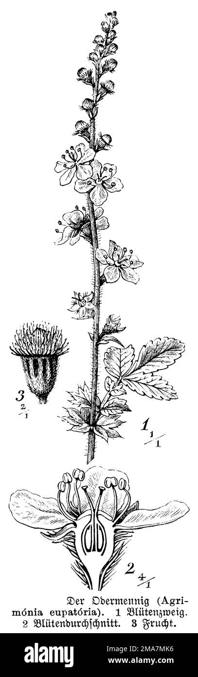 Aigremoine Bio - Sommité Fleurie 50g - Agrimonia Eupatoria - Plantes