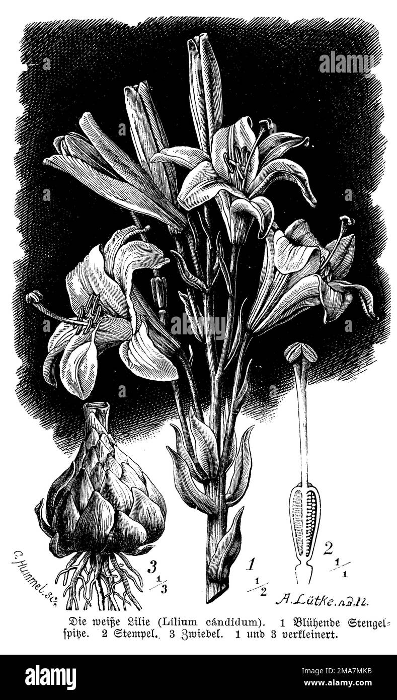 Madonna lily, Lilium candidum, C. Hummel u. A. Lütke n.d.N. (botany