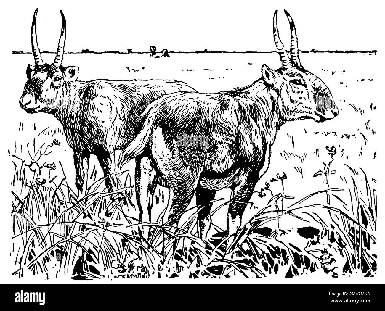 Saiga antelope, Saiga tatarica, anonym (zoology book, 1928), Saiga, Saïga Stock Photo