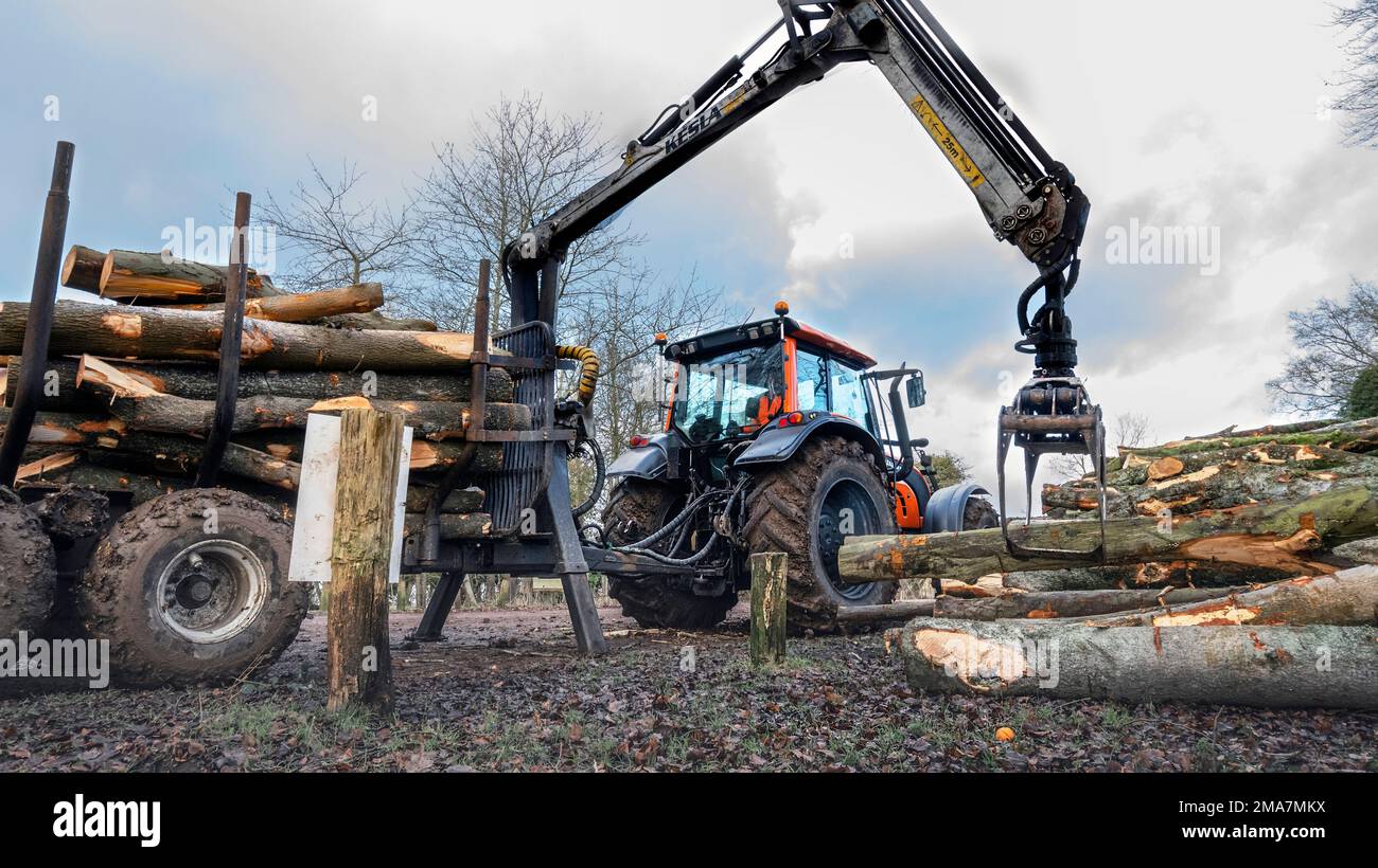 Tractor with grabber  lifting newly cut logs from  woodland  off  trailer onto logpile awaiting transportation - Oxfordshire, England, UK Stock Photo