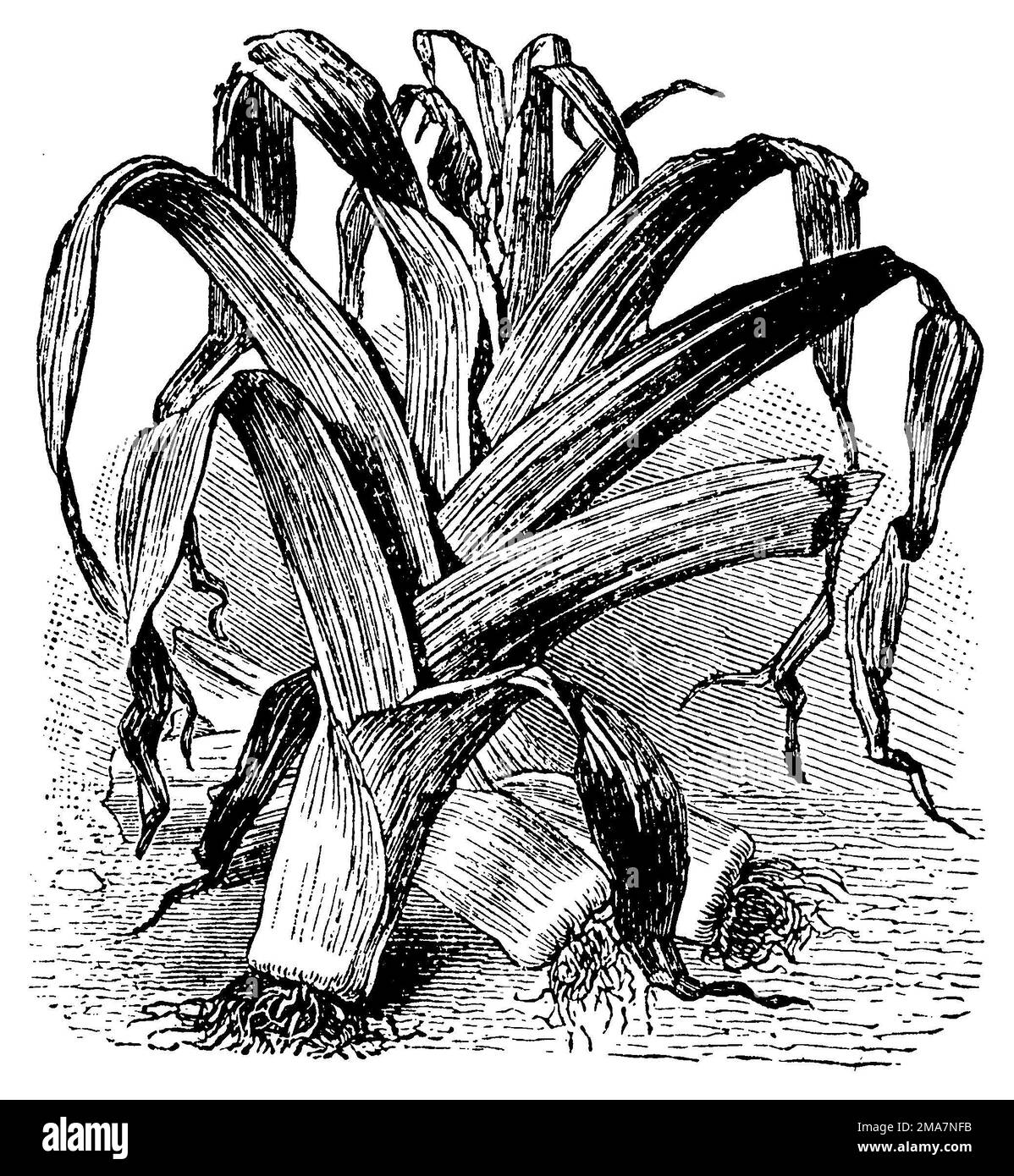 leek, Allium ampeloprasum,  (housekeeping book, 1912), Porree, poireau cultivé Stock Photo