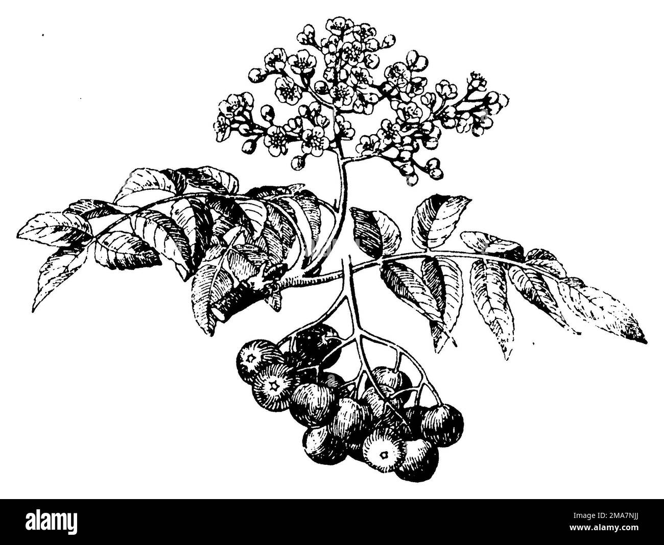 Eberesche Lateinischer Name