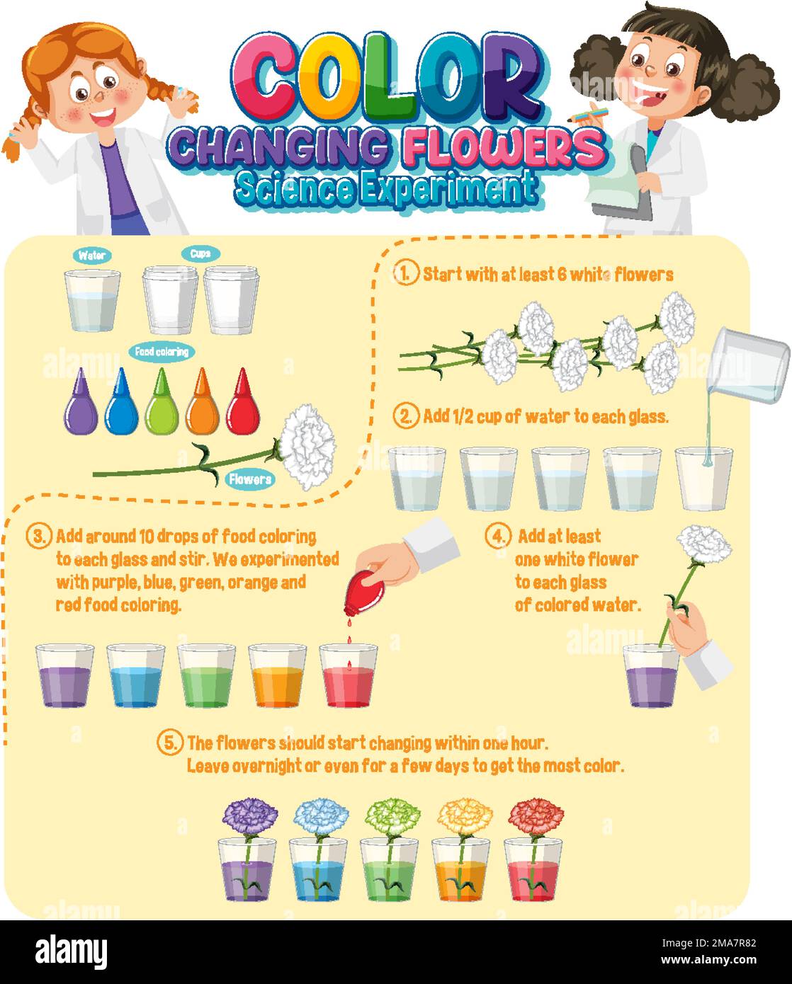 Color Changing Flowers Science Experiment illustration Stock Vector