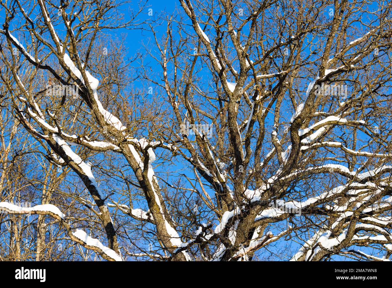 Spreading crown of an old oak tree without leaves with snowcovered branches Stock Photo Alamy