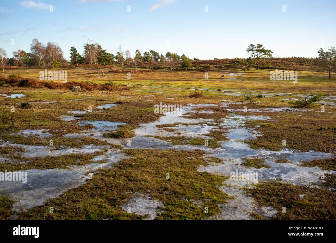 Frozen water visually highlighting a wetland bog area in the New Forest Hampshire. The area has been managed removing trees to regenerate the habitat. Stock Photo